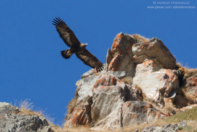 Golden eagle - Aquila reale (Aquila chrysaetos)