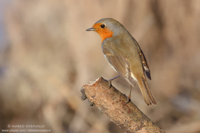 European Robin - Pettirosso (Erithacus rubecula)