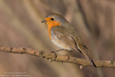 European Robin - Pettirosso (Erithacus rubecula)