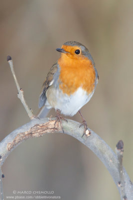 European Robin - Pettirosso (Erithacus rubecula)