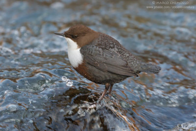 Dipper - Merlo acquaiolo (Cinclus cinclus)
