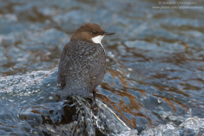 Dipper - Merlo acquaiolo (Cinclus cinclus)