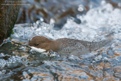 Dipper - Merlo acquaiolo (Cinclus cinclus)