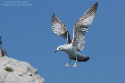 Yellow-legged Gull - Gabbiano reale (Larus michahellis)