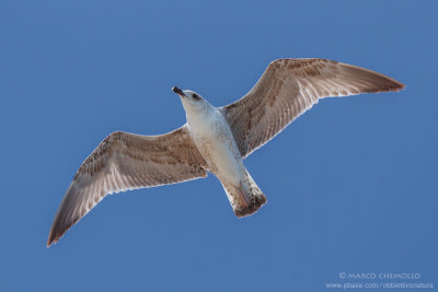 Yellow-legged Gull - Gabbiano reale (Larus michahellis)