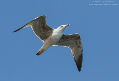 Yellow-legged Gull - Gabbiano reale (Larus michahellis)