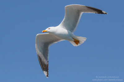 Yellow-legged Gull - Gabbiano reale (Larus michahellis)