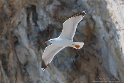 Yellow-legged Gull - Gabbiano reale (Larus michahellis)