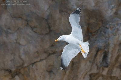 Yellow-legged Gull - Gabbiano reale (Larus michahellis)