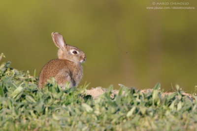 Coniglio selvatico - European rabbit (Oryctolagus cuniculus)
