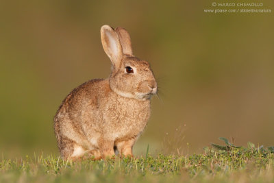 Coniglio selvatico - European rabbit (Oryctolagus cuniculus)