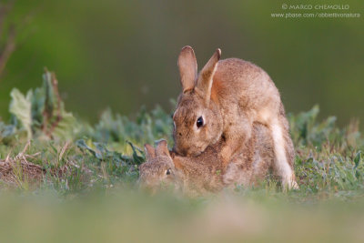 Coniglio selvatico - European rabbit (Oryctolagus cuniculus)