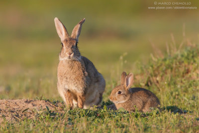 Coniglio selvatico - European rabbit (Oryctolagus cuniculus)