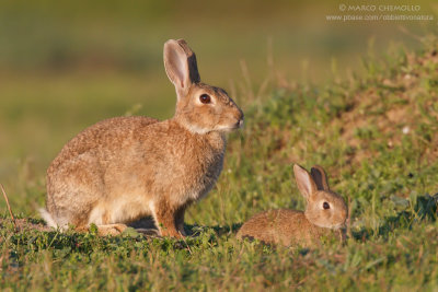Coniglio selvatico - European rabbit (Oryctolagus cuniculus)