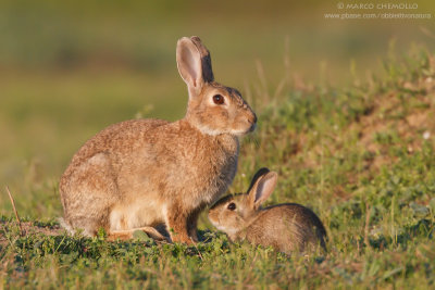 Coniglio selvatico - European rabbit (Oryctolagus cuniculus)