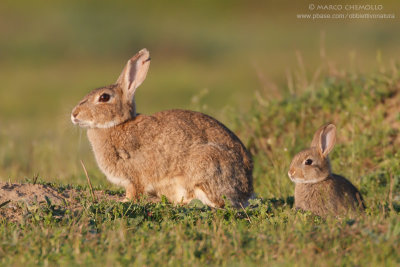 Coniglio selvatico - European rabbit (Oryctolagus cuniculus)