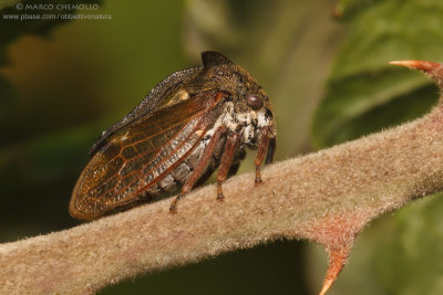 Centrotus cornutus
