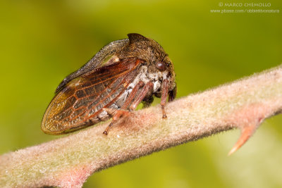 Centrotus cornutus