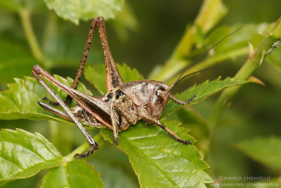 Decticus verrucivorus