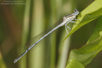 Platycnemis pennipes