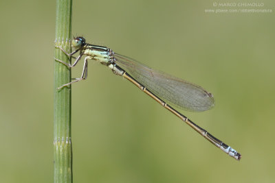 Platycnemis pennipes