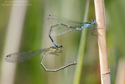 Coenagrion