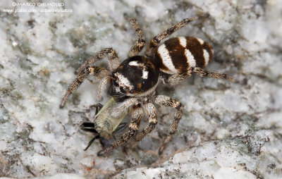 Salticus scenicus