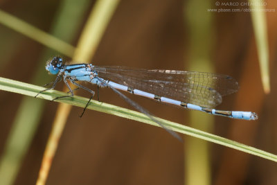 Enallagma