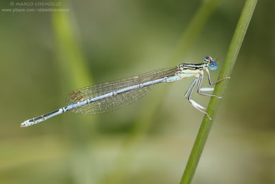 Platycnemis pennipes