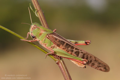 ORTHOPTERA