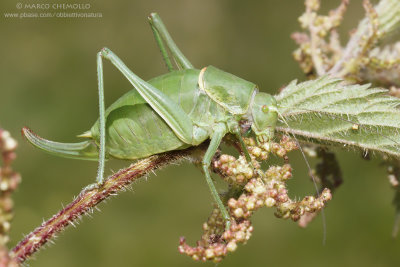 Polysarcus denticauda