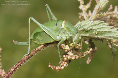 Polysarcus denticauda