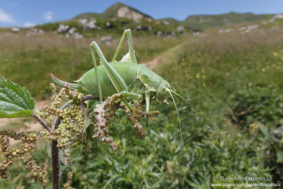 Polysarcus denticauda