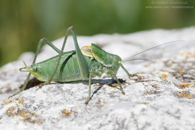 Polysarcus denticauda