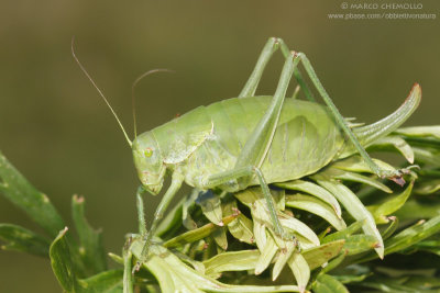 Polysarcus denticauda