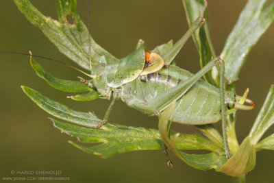 Polysarcus denticauda