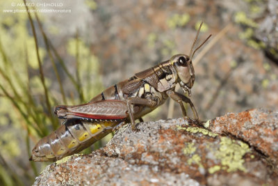Podisma pedestris