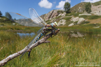 Aeshna juncea