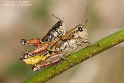 Podisma pedestris