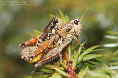 Podisma pedestris