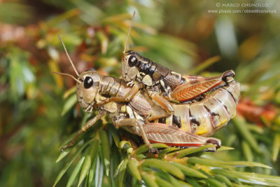 Podisma pedestris
