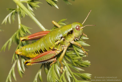 Epipodisma pedemontana
