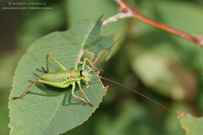 Ephippiger sp.