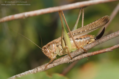 Platycleis grisea