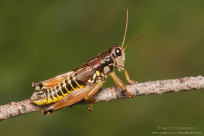 Podisma pedestris