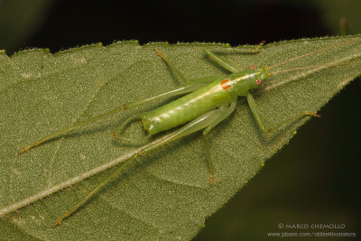 Meconema meridionale