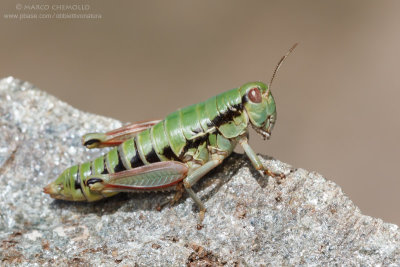 Epipodisma pedemontana
