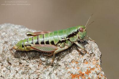 Epipodisma pedemontana