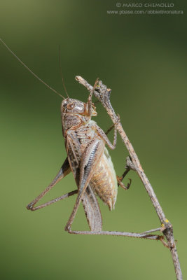 Platicleis grisea