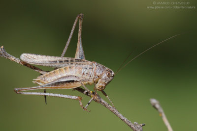 Platicleis grisea